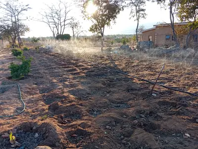 First lines running between the young fruit trees
