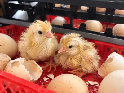 First hatch from the solar-powered incubator: two chicks just out of the shell, Sunday 25 October 2026
