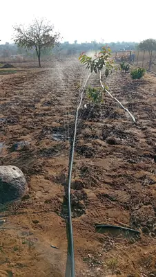 Rain pipe spraying along a tree row, early morning