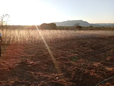 The full field under rain pipe at sunset